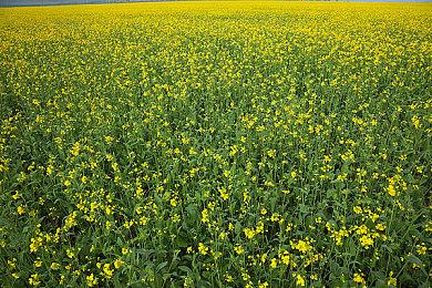 新里程碑 《尼尔：机械纪元》销量破750万